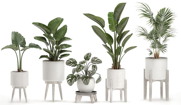 Potted Plants-1