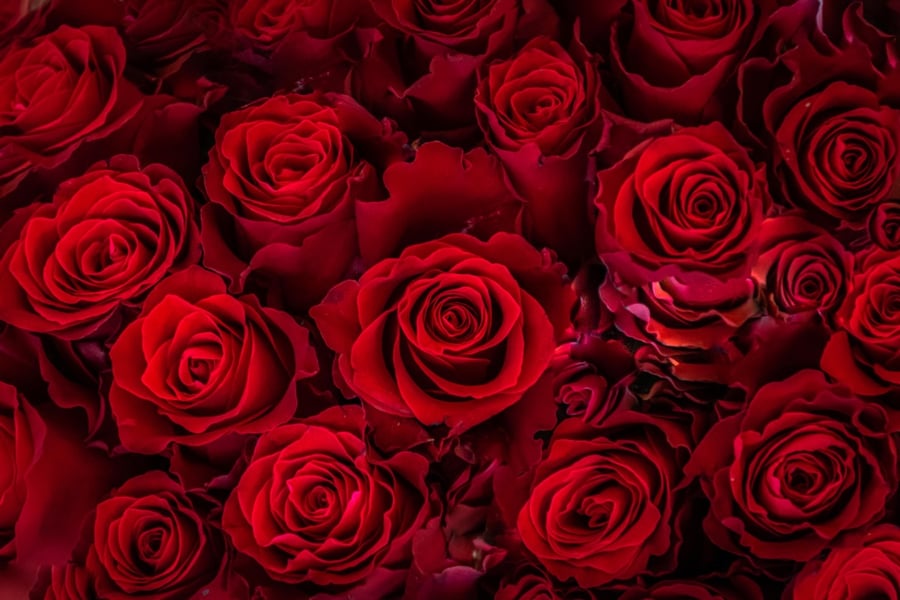 5 Reasons Why Roses Are The Best Flowers Now | Lalamove Malaysia