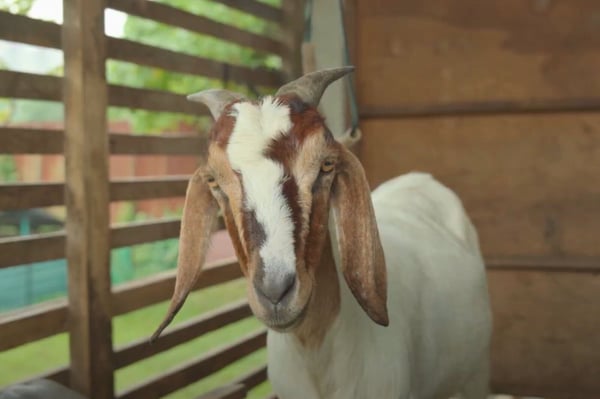 a goat staring at the camera