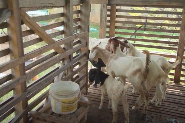 goats trying to leave the farm